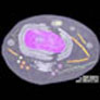 CoreSub_Bio_SynImg_25AnimalCell_Pic_1