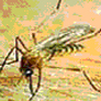 CoreSub_Bio_SynImg_30Cholera