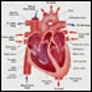 CoreSub_Bio_SynImg_37InternalStructHeart_Pic_1