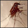 CoreSub_Bio_SynImg_41Dengue_Pic_1