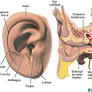 Coresub_FullstryImg_Bio_11_ear