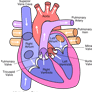 Coresub_FullstryImg_Bio_16_heart