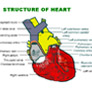 Coresub_FullstryImg_Bio_18_heart