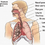 Coresub_FullstryImg_Bio_19_respiratory_system