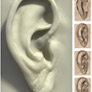 Coresub_FullstryImg_Bio_22_ear