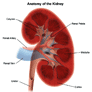 Coresub_FullstryImg_Bio_24_kidney