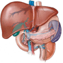 Coresub_FullstryImg_Bio_26_liver