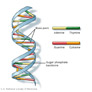 Coresub_FullstryImg_Bio_33_DNA_structure