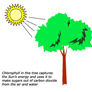 Coresub_FullstryImg_Bio_5_photosynthesis