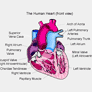 Coresub_FullstryImg_bio_14_human_heart