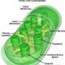 Coresub_FullstryImg_bio_29_nutrition_&_respiration