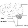 Coresub_FullstryImg_bio_2_fun_of_brain