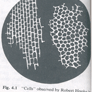 Coresub_FullstryImg_bio_36_cell