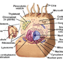 Coresub_FullstryImg_bio_39_Cell_shape_&_Function