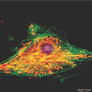 Coresub_FullstryImg_bio_42_cell_structure