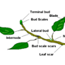 Coresub_FullstryImg_bio_48_Plant_Structure