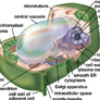 Coresub_FullstryImg_bio_49_Plant_Cells_&_Tissuses