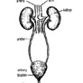 Coresub_FullstryImg_bio_50_excretory_sys