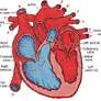 Coresub_FullstryImg_bio_51_heart