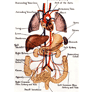 Coresub_FullstryImg_bio__27_liver