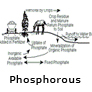 CoreSub_Chem_FStoryImg_13Phosphorous_Pic_1