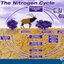 Coresub_FullstryImg_chem_15_nitrogen_cycle