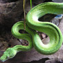 GreenPythonSnake