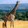 Optsub_FullStryImg_envir_30_giraffes